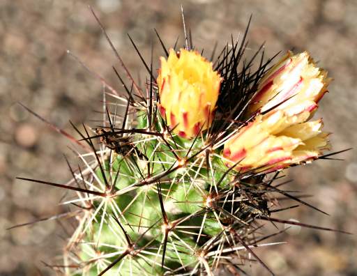 Coryphantha pulleineana