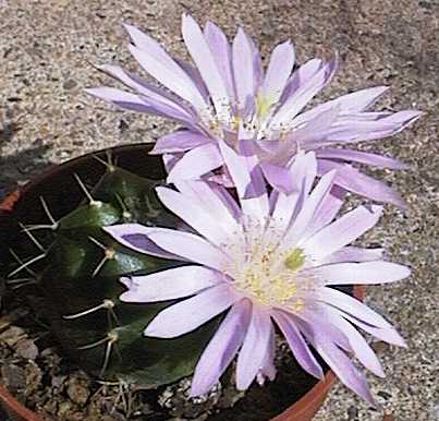 Echinocereus knippelianus