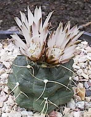 Echinocereus knippelianus subsp. kruegeri