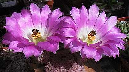 Echinocereus pectinatus