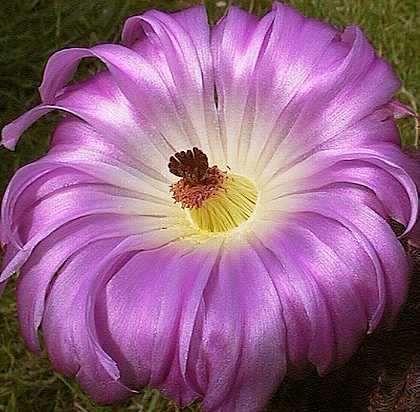 Echinocereus pectinatus