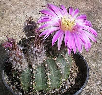 Echinocereus pulchellus var. amoenus