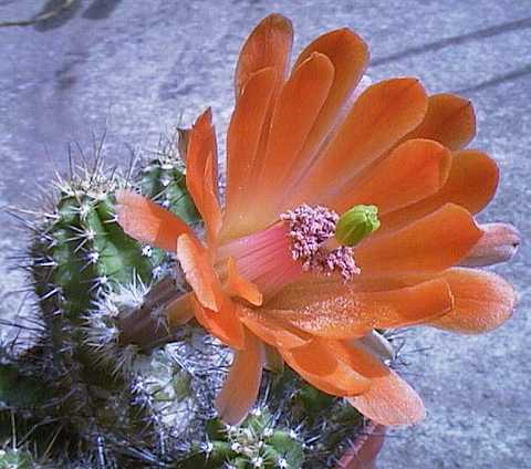 Echinocereus salm-dyckianus