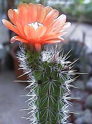 Erdisia sp. (Peru)