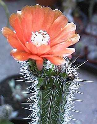 Erdisia sp. (Peru)