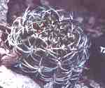 Small Eriosyce plant
