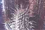 Eulychnia spines