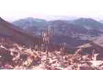 Eulychnia on hillside