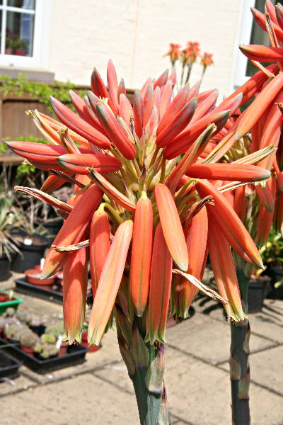 Aloe polyphylla