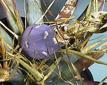 Leuchtenbergia fruit