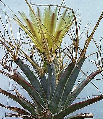 Leuchtenbergia principis