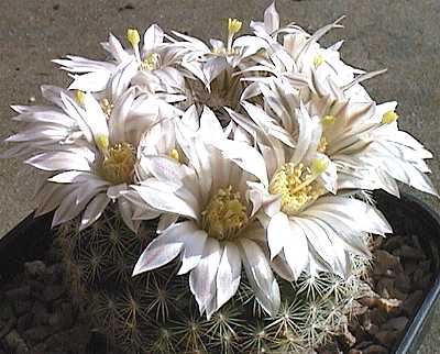 Mammillaria coahuilensis