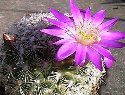 Mammillaria deherdtiana