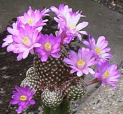 Mammillaria goldii