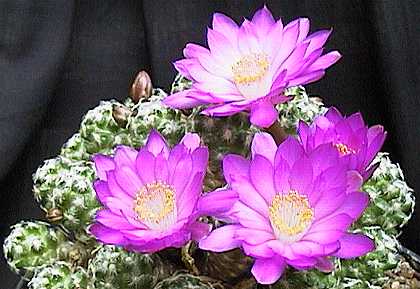 Mammillaria haudeana