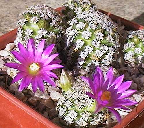 Mammillaria hernandezii