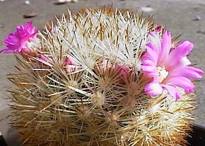 Mammillaria laui fa. subducta