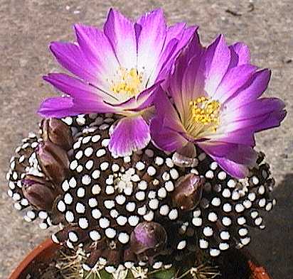 Mammillaria luethyi