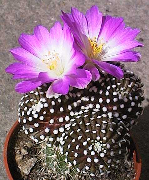 Mammillaria luethyi