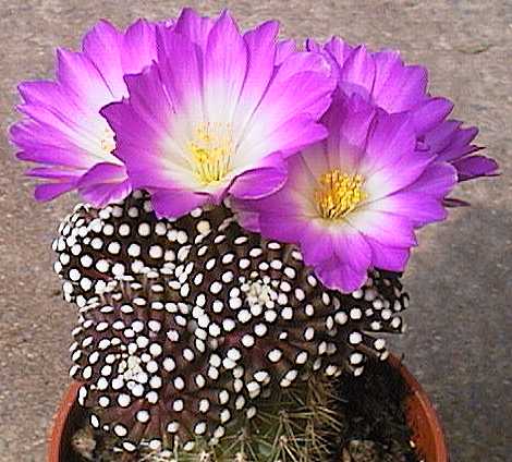 Mammillaria luethyi