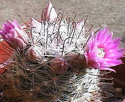 Mammillaria longiflora fa. stampferi