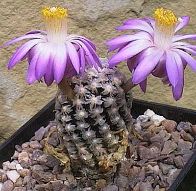 Mammillaria theresae