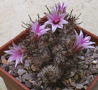 Mammillaria yaquensis