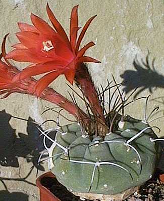 Matucana madisoniorum