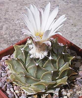 Obregonia denegrii