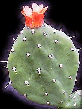 Opuntia quitensis