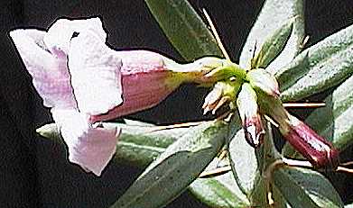 Pachypodium bispinosum