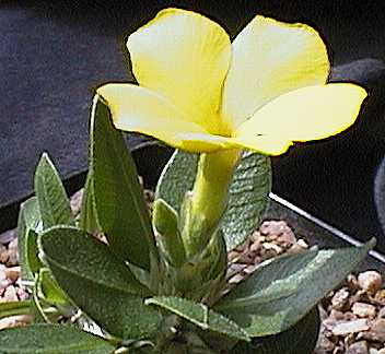 Pachypodium brevicaule