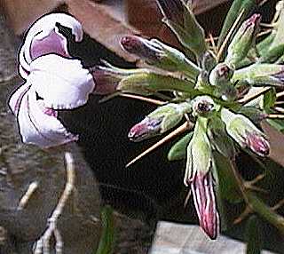 Pachypodium succulentum