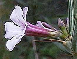 Pachypodium succulentum X bispinosum
