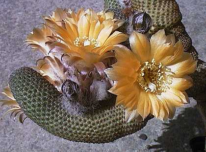 Rebutia gonjianii