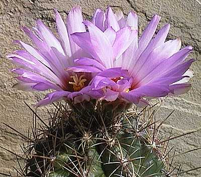 Thelocactus bicolor