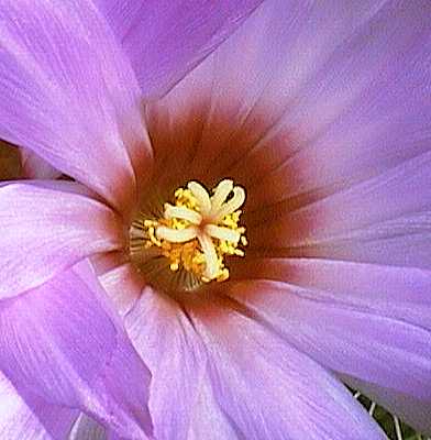 Thelocactus bicolor flower