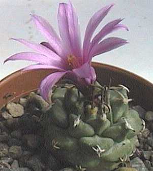 Turbinicarpus alonsoi