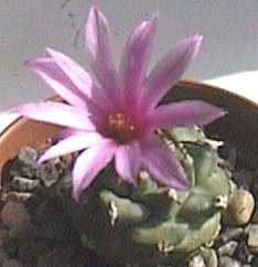 Turbinicarpus alonsoi