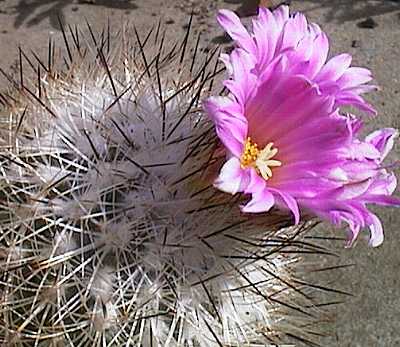 Turbinicarpus beguinii var. senilis