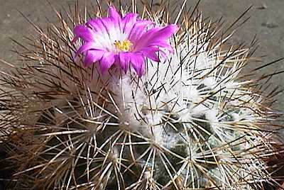 Turbinicarpus horripilus