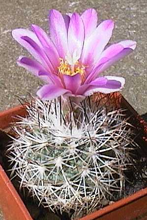 Turbinicarpus sp.