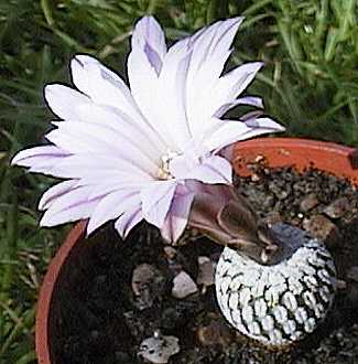 Turbinicarpus pseudopectinatus