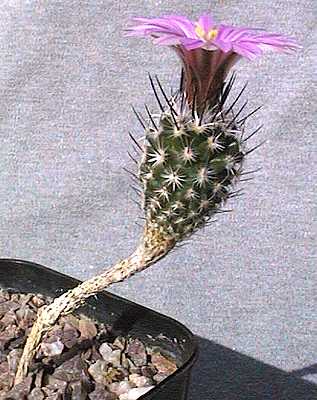 Turbinicarpus subterraneus