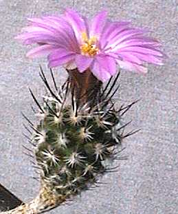 Turbinicarpus subterraneus