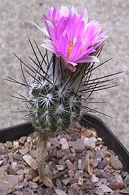 Turbinicarpus subterraneus
