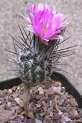 Turbinicarpus subterraneus