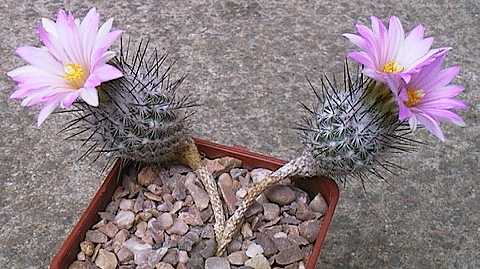 Turbinicarpus subterraneus