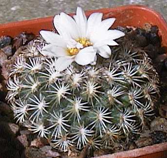 Turbinicarpus ysabelae