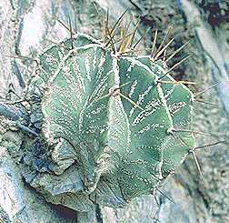 Astrophytum ornatum